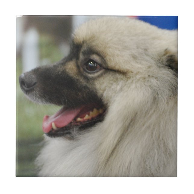 De Cerâmica Azulejo do cão do Keeshond (Frente)