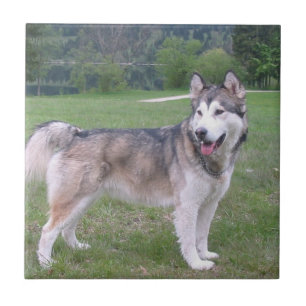 De Cerâmica Azulejo do cão do Malamute do Alasca