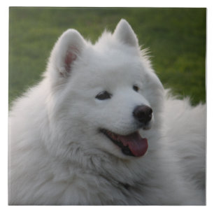 De Cerâmica Azulejo do cão do Samoyed