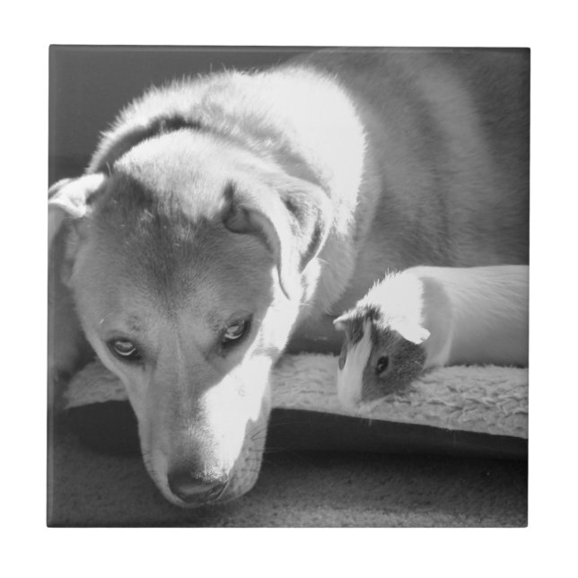 De Cerâmica Azulejo do cão e da cobaia (Frente)