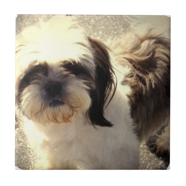 De Cerâmica Azulejo do cão Shih-Tsu (Frente)
