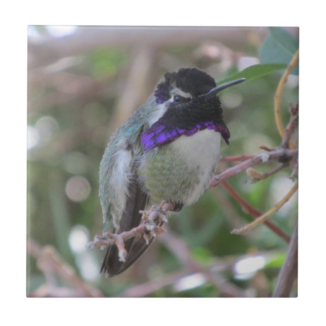 De Cerâmica Azulejo do colibri da costela (Frente)