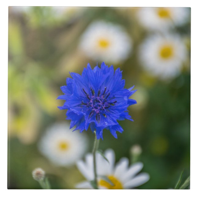 De Cerâmica Azulejo do Cornflower (Frente)