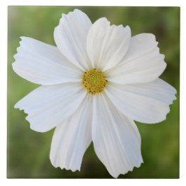 De Cerâmica Azulejo do cosmos