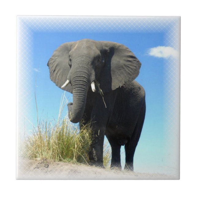 De Cerâmica Azulejo do elefante africano (Frente)