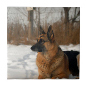 De Cerâmica Azulejo do german shepherd