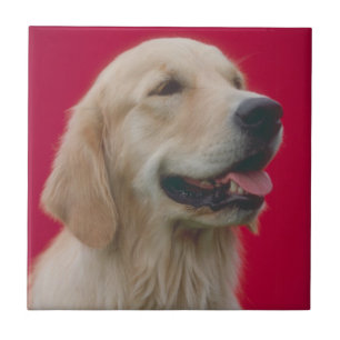 De Cerâmica Azulejo do golden retriever