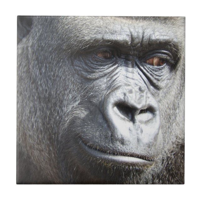 De Cerâmica Azulejo do gorila (Frente)