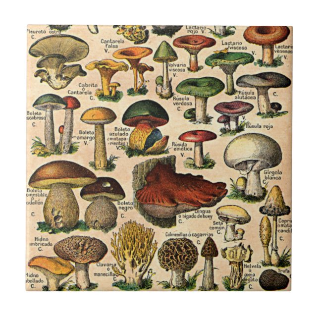 De Cerâmica Azulejo do guia do cogumelo do vintage (Frente)