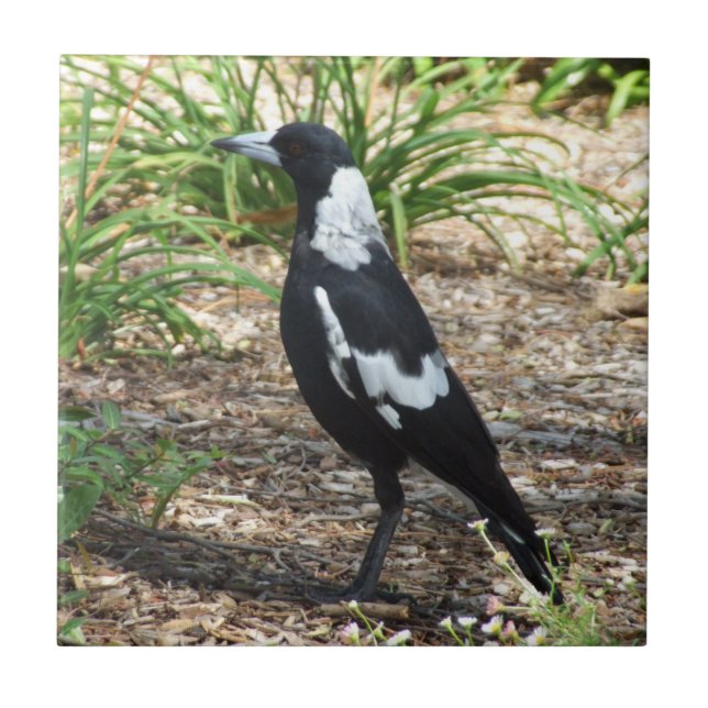 De Cerâmica Azulejo do Magpie australiano (Frente)