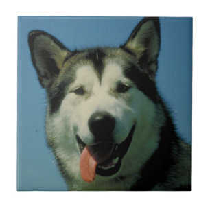De Cerâmica Azulejo do Malamute do Alasca