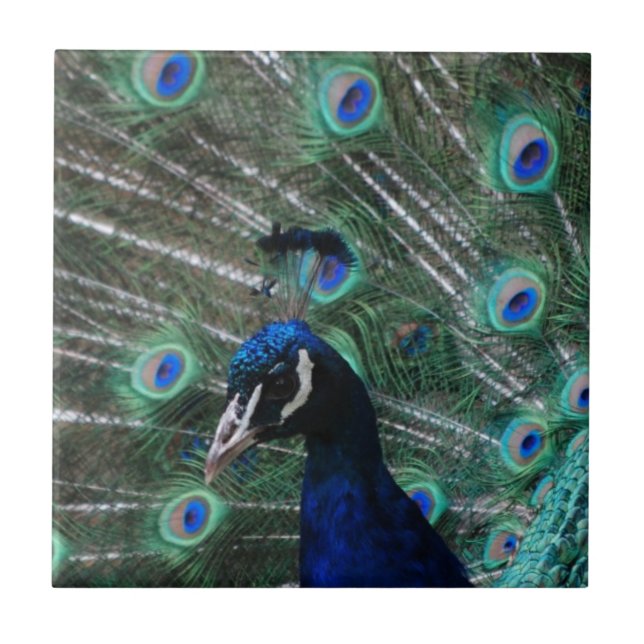 De Cerâmica Azulejo do pássaro do Peafowl (Frente)