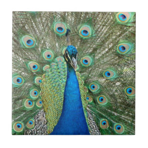 De Cerâmica Azulejo do pavão