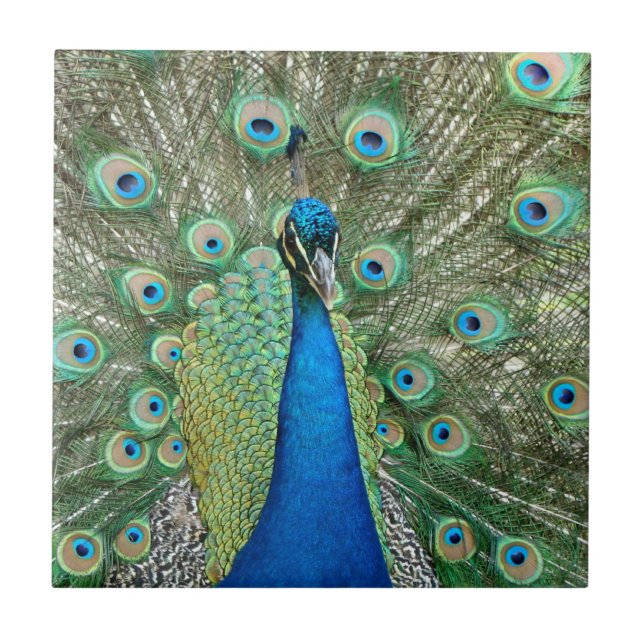 De Cerâmica Azulejo do pavão (Frente)