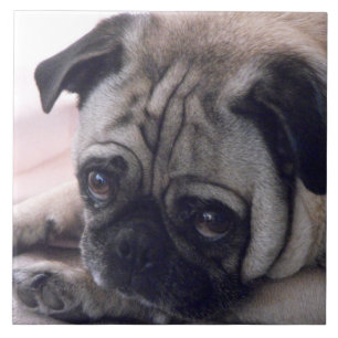 De Cerâmica Azulejo do Pug