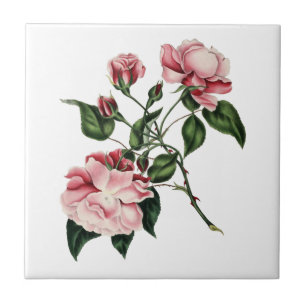 De Cerâmica Azulejo do rosa do vintage