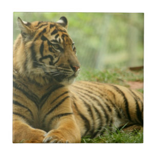 De Cerâmica Azulejo do Tigre Descansando