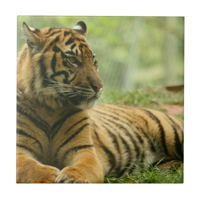 De Cerâmica Azulejo do Tigre Descansando (Frente)