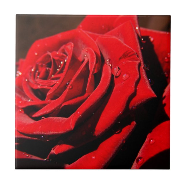 De Cerâmica Azulejo do ventilador da Rosa vermelha do Solteiro (Frente)