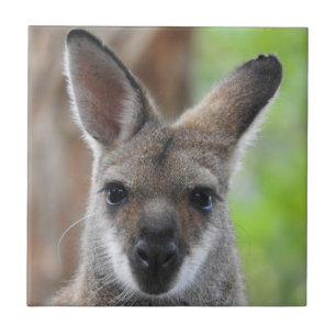 De Cerâmica Azulejo do Wallaby