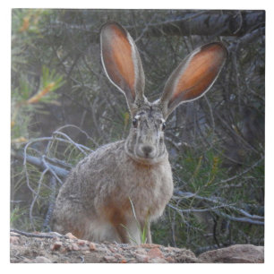 De Cerâmica Azulejo dos animais selvagens, cerâmico, coelhos,
