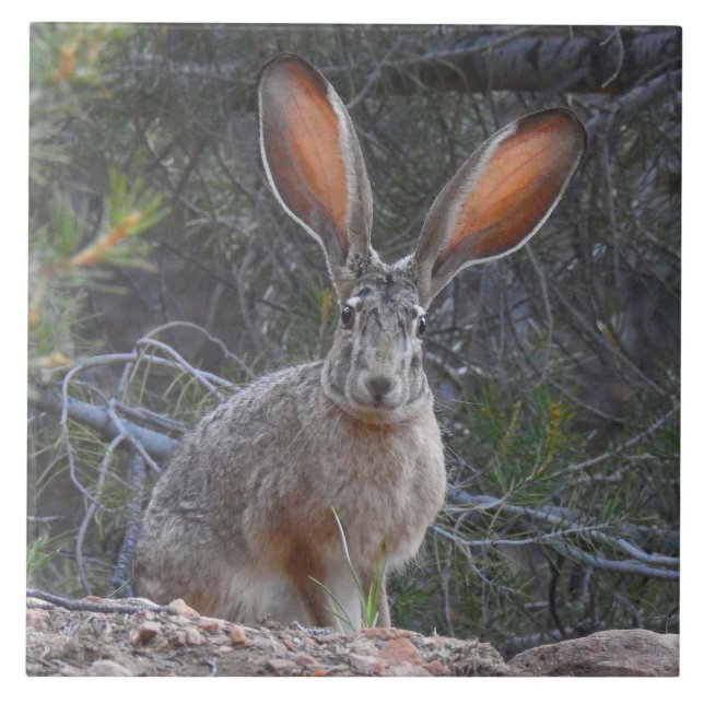 De Cerâmica Azulejo dos animais selvagens, cerâmico, coelhos, (Frente)
