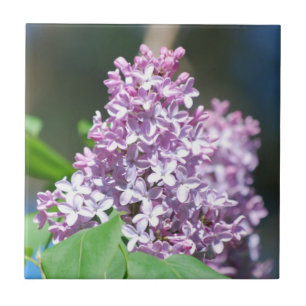 De Cerâmica Azulejo dos Lilacs da lavanda