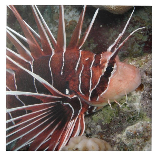 De Cerâmica Azulejo dos peixes do leão (Frente)