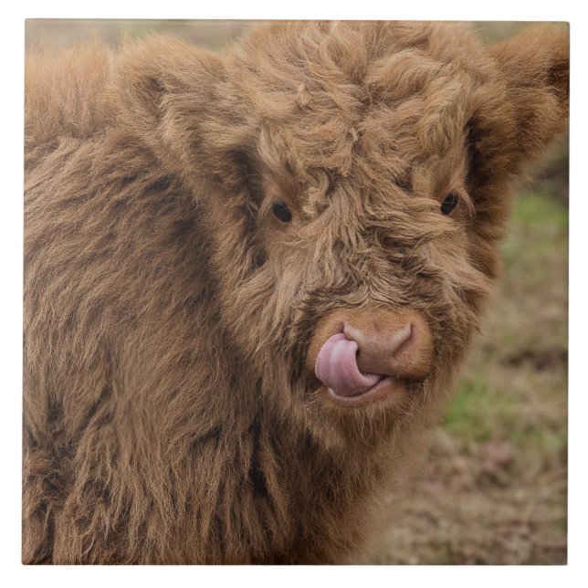 De Cerâmica Azulejo escocês da vaca das montanhas (Frente)