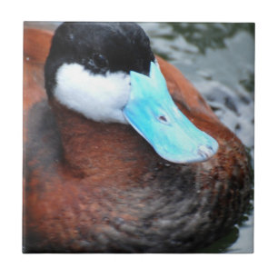 De Cerâmica Azulejo faturado azul do pato