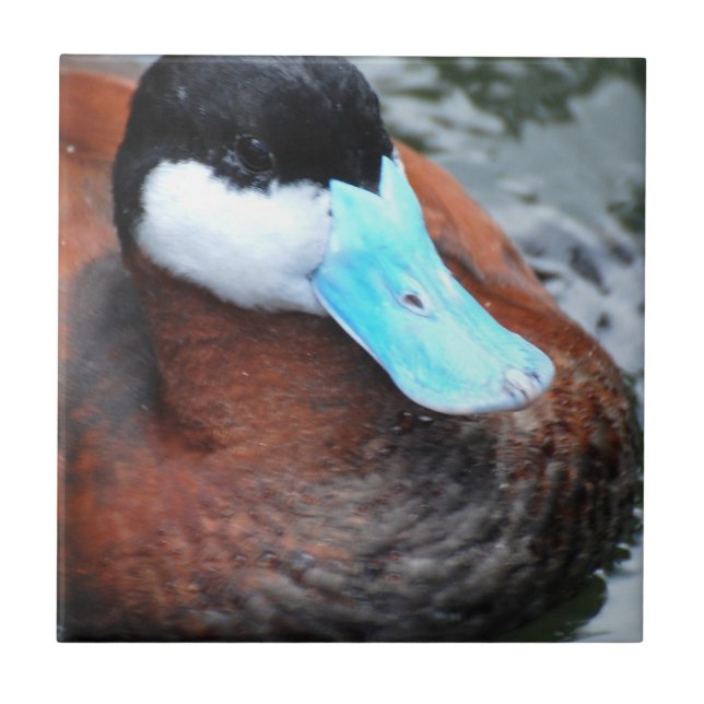 De Cerâmica Azulejo faturado azul do pato (Frente)