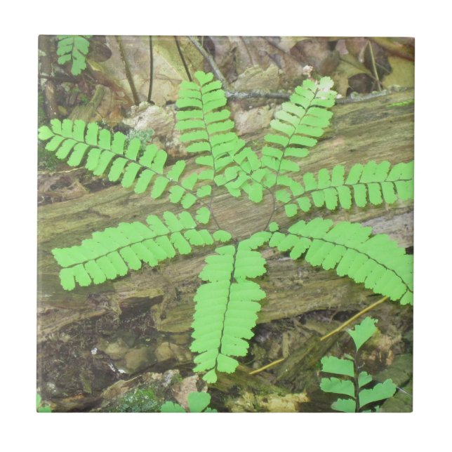 De Cerâmica Azulejo Fern (Frente)