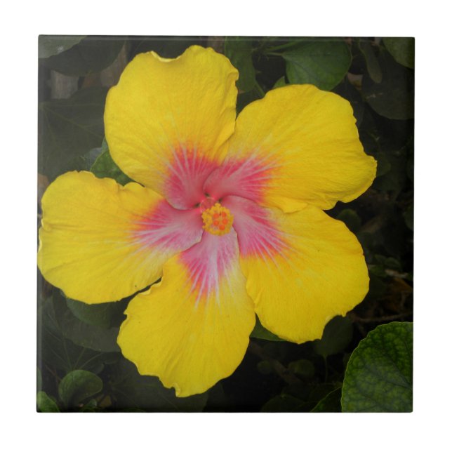 De Cerâmica Azulejo floral Havaí do hibiscus amarelo tropical (Frente)