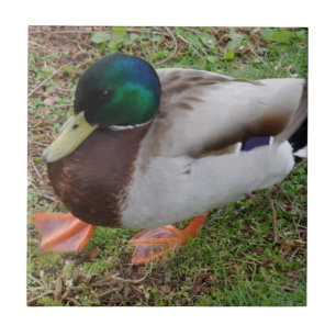 De Cerâmica Azulejo Fotográfico Cerâmico Pato Pequeno (10,8 cm