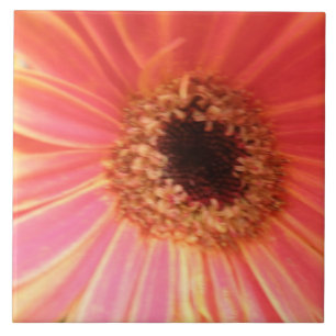 De Cerâmica Azulejo Gerbera Daisy Flower