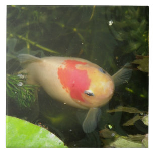De Cerâmica Azulejo Goldfish