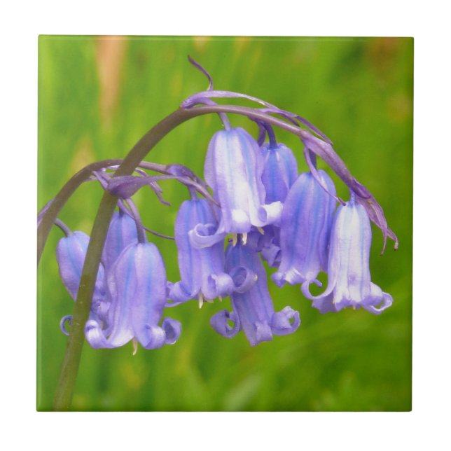 De Cerâmica Azulejo inglês da flor do Bluebell (Frente)