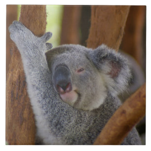 De Cerâmica Azulejo Koala