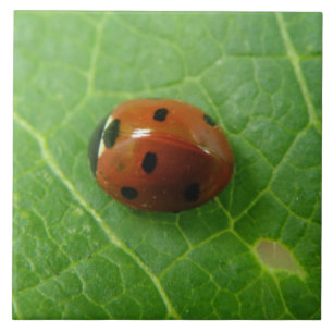 De Cerâmica Azulejo Ladybug