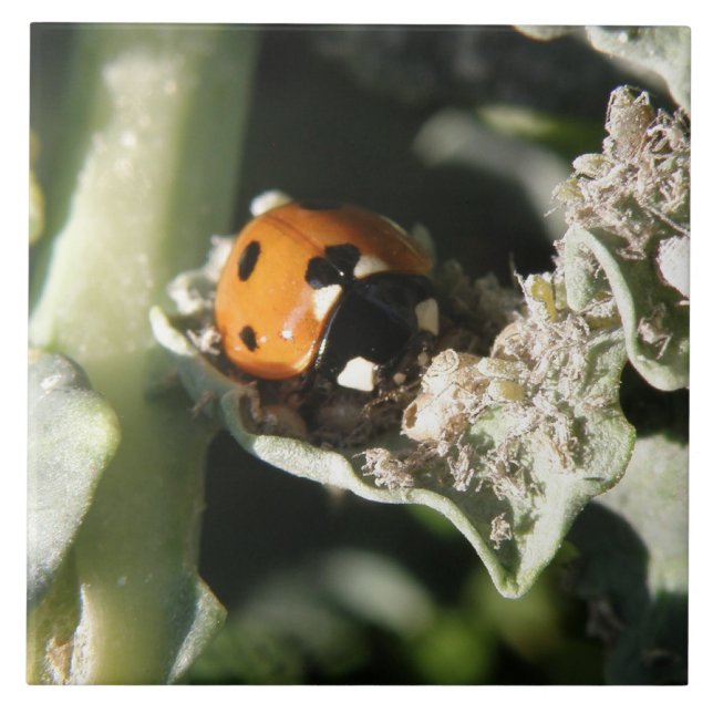 De Cerâmica Azulejo Ladybug britânico 7 (Frente)