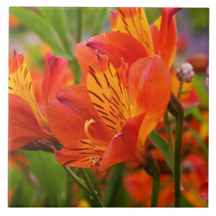 De Cerâmica Azulejo Lily Cerâmico Laranja Peruano