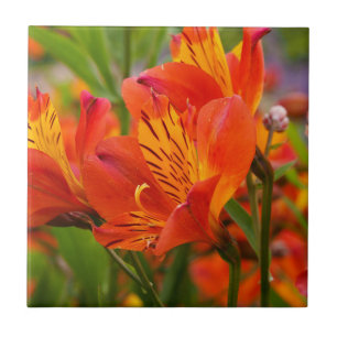 De Cerâmica Azulejo Lily Cerâmico Laranja Peruano