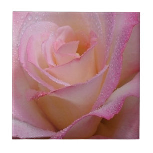 De Cerâmica Azulejo Linda Rosa Rosa
