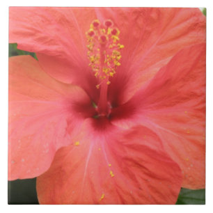 De Cerâmica Azulejo Macro Flor Laranja Hibiscus