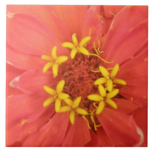 De Cerâmica Azulejo Macro Zinnia
