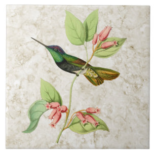 De Cerâmica Azulejo magnífico do colibri