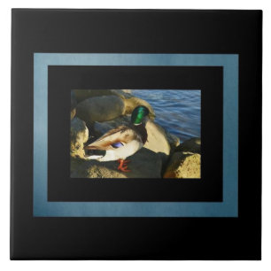 De Cerâmica Azulejo Mallard Duck