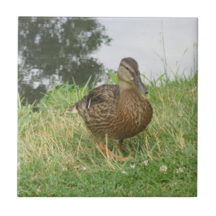 De Cerâmica Azulejo Mallard Mallard