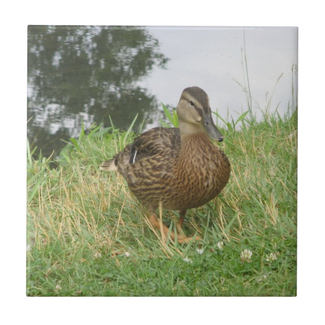 De Cerâmica Azulejo Mallard Mallard (Frente)