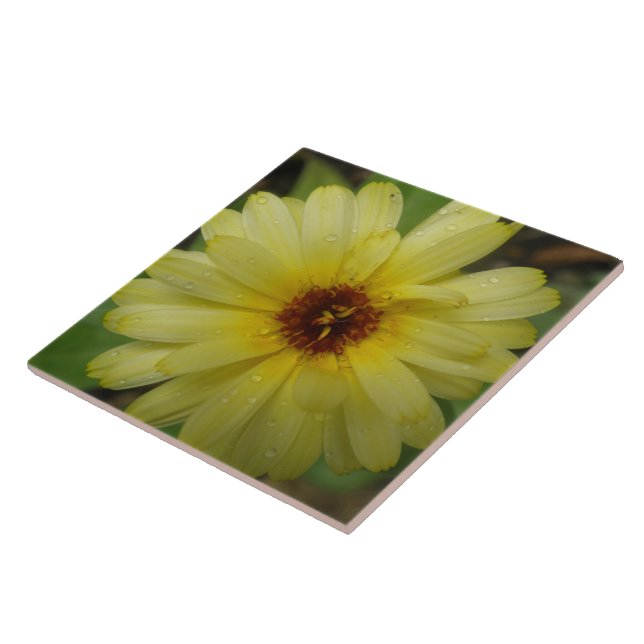 De Cerâmica Azulejo Marigold, Colírio Amarelo (Lateral)